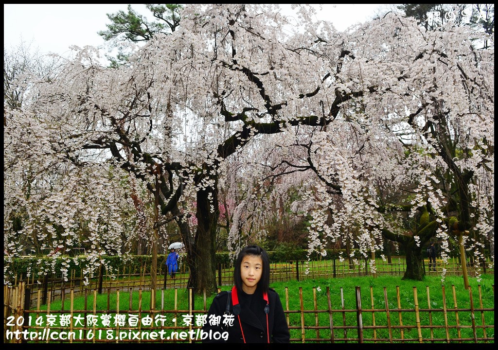 【日本旅遊】2014京都大阪賞櫻自由行．京都御苑．枝垂櫻盛開 @假日農夫愛趴趴照