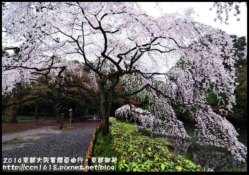 【日本旅遊】2014京都大阪賞櫻自由行．京都御苑．枝垂櫻盛開 @假日農夫愛趴趴照