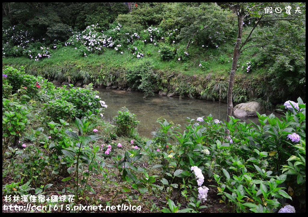 南投住宿|杉林溪森林生態渡假園區小木屋‧避暑兼賞繡球花 @假日農夫愛趴趴照