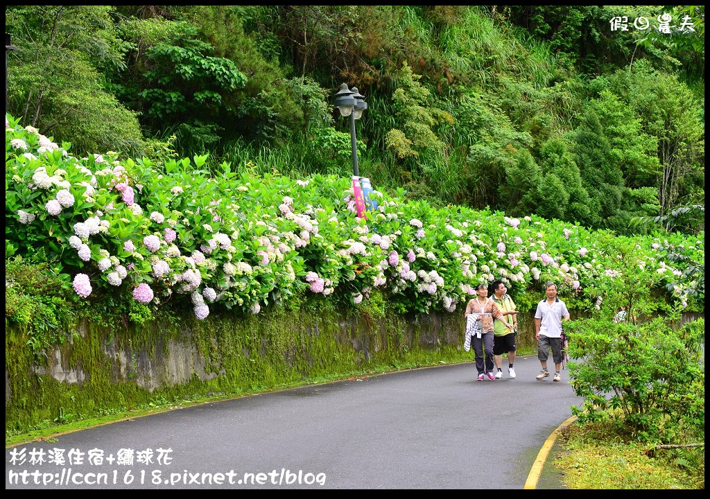 南投住宿|杉林溪森林生態渡假園區小木屋‧避暑兼賞繡球花 @假日農夫愛趴趴照