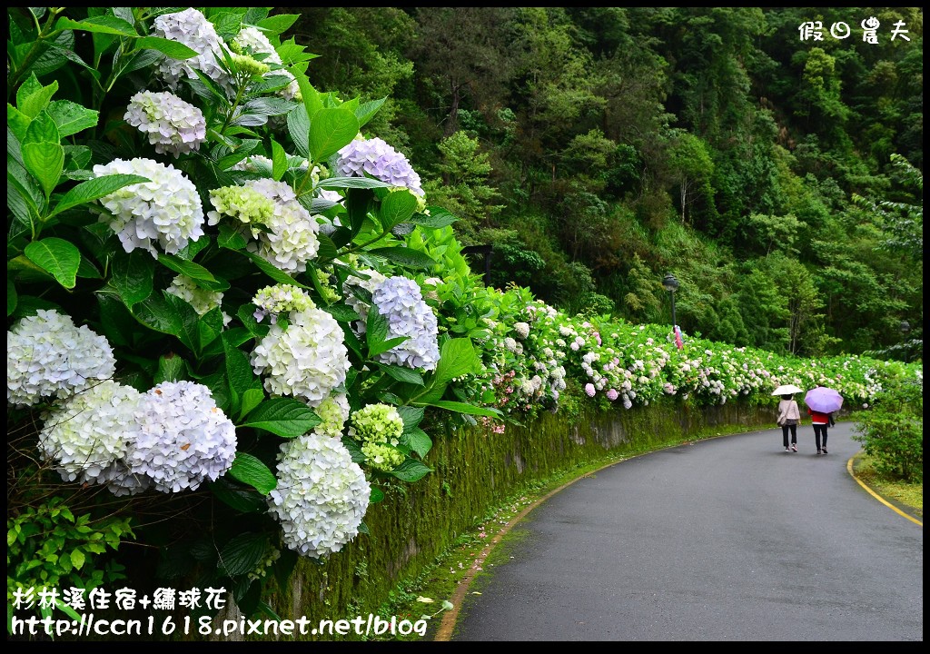 南投住宿|杉林溪森林生態渡假園區小木屋‧避暑兼賞繡球花 @假日農夫愛趴趴照