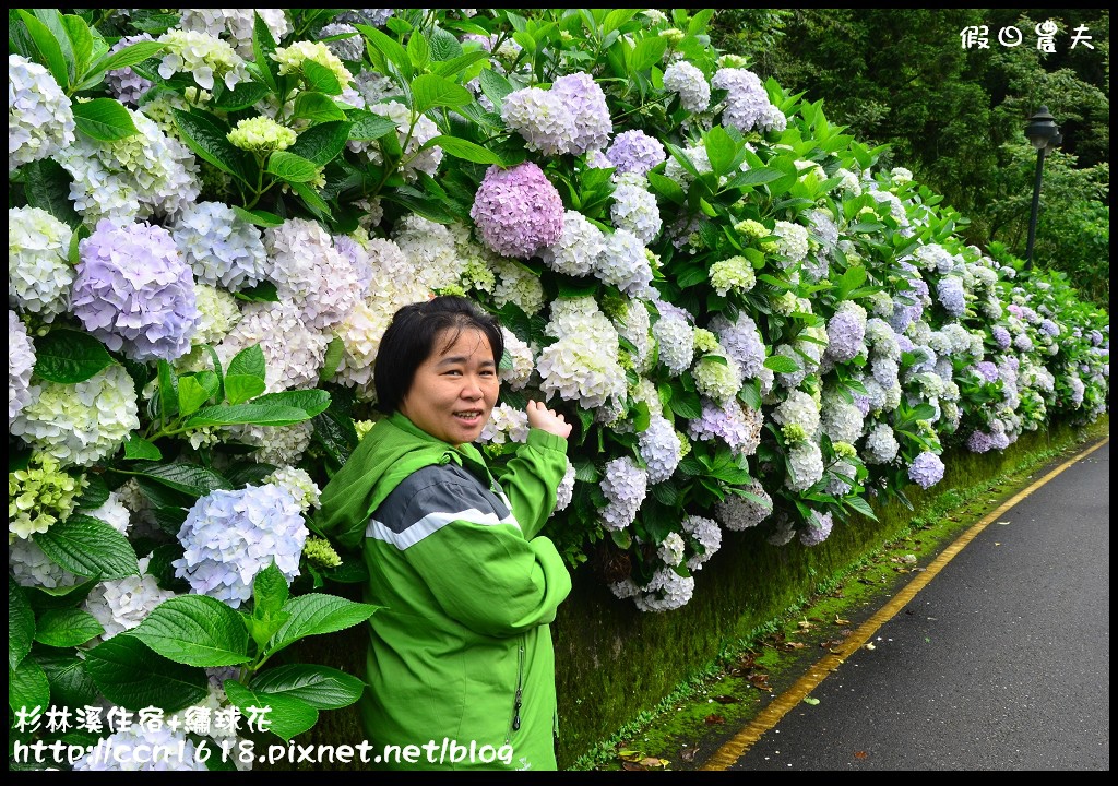 南投住宿|杉林溪森林生態渡假園區小木屋‧避暑兼賞繡球花 @假日農夫愛趴趴照