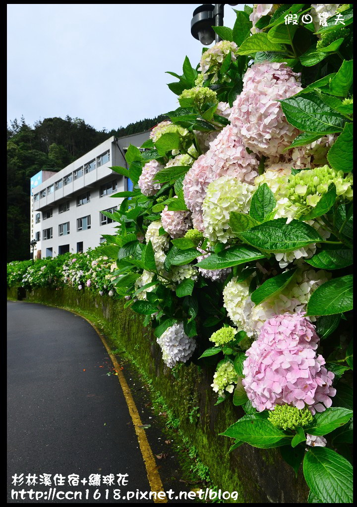 南投住宿|杉林溪森林生態渡假園區小木屋‧避暑兼賞繡球花 @假日農夫愛趴趴照