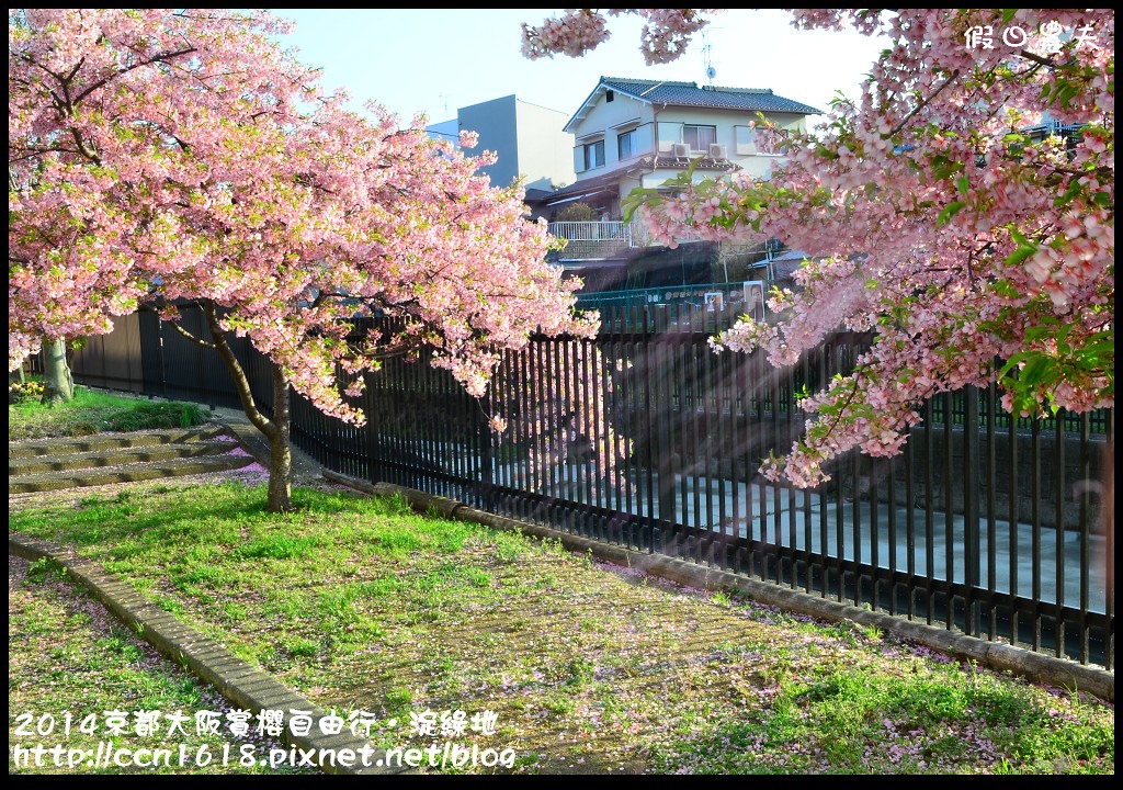 【日本旅遊】京都大阪賞櫻自由行．淀水路河津櫻滿開．淀城址公園 @假日農夫愛趴趴照