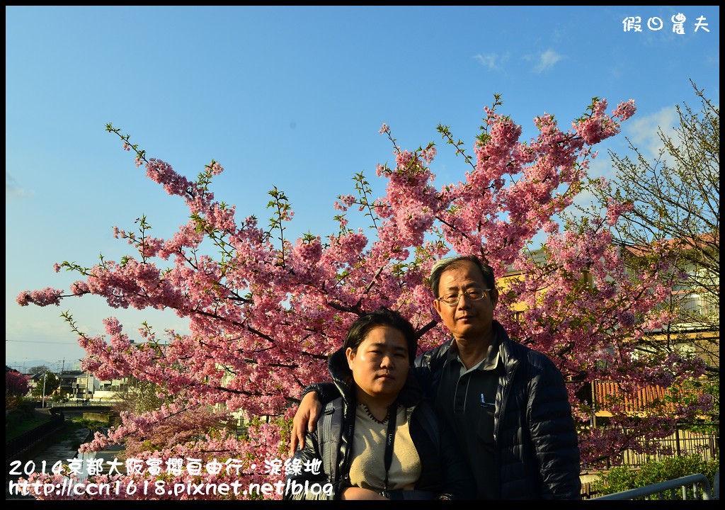 【日本旅遊】京都大阪賞櫻自由行．淀水路河津櫻滿開．淀城址公園 @假日農夫愛趴趴照