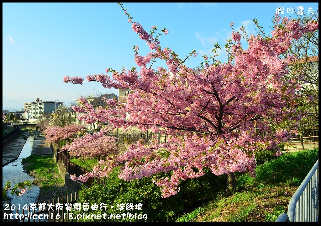 【日本旅遊】京都大阪賞櫻自由行．淀水路河津櫻滿開．淀城址公園 @假日農夫愛趴趴照