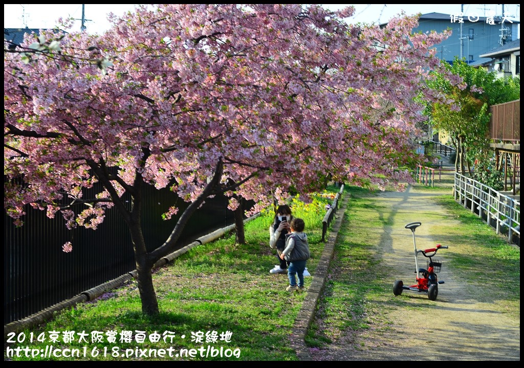 【日本旅遊】京都大阪賞櫻自由行．淀水路河津櫻滿開．淀城址公園 @假日農夫愛趴趴照