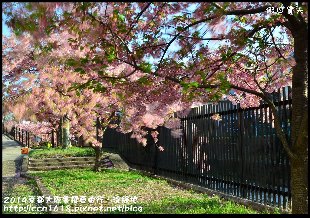 【日本旅遊】京都大阪賞櫻自由行．淀水路河津櫻滿開．淀城址公園 @假日農夫愛趴趴照