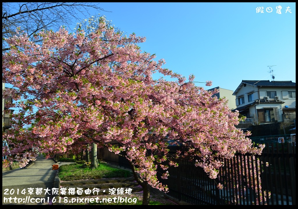 【日本旅遊】京都大阪賞櫻自由行．淀水路河津櫻滿開．淀城址公園 @假日農夫愛趴趴照