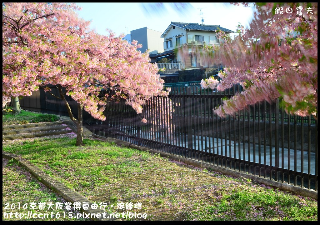 【日本旅遊】京都大阪賞櫻自由行．淀水路河津櫻滿開．淀城址公園 @假日農夫愛趴趴照