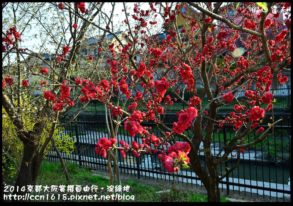 【日本旅遊】京都大阪賞櫻自由行．淀水路河津櫻滿開．淀城址公園 @假日農夫愛趴趴照