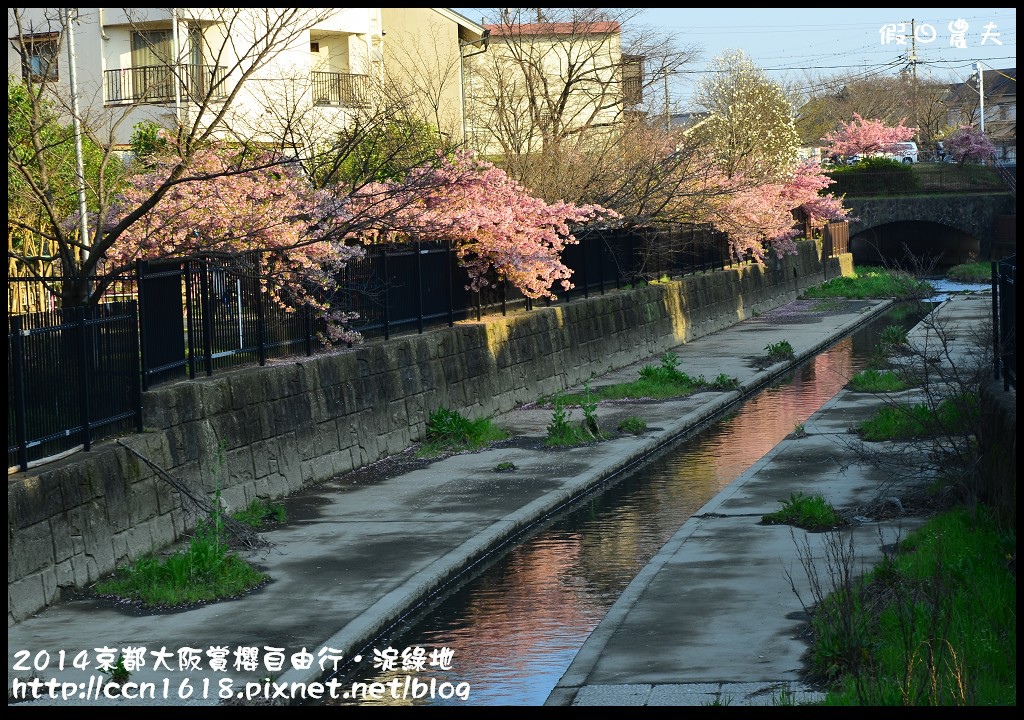 【日本旅遊】京都大阪賞櫻自由行．淀水路河津櫻滿開．淀城址公園 @假日農夫愛趴趴照