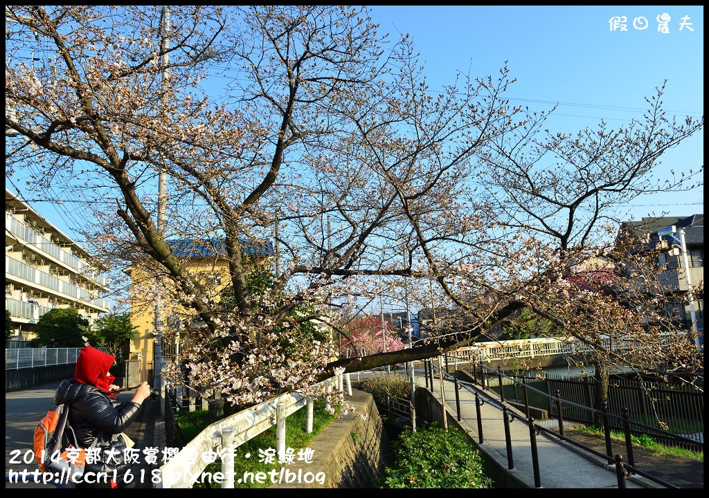 【日本旅遊】京都大阪賞櫻自由行．淀水路河津櫻滿開．淀城址公園 @假日農夫愛趴趴照