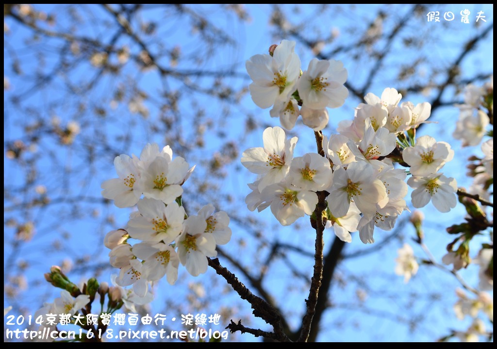 【日本旅遊】京都大阪賞櫻自由行．淀水路河津櫻滿開．淀城址公園 @假日農夫愛趴趴照