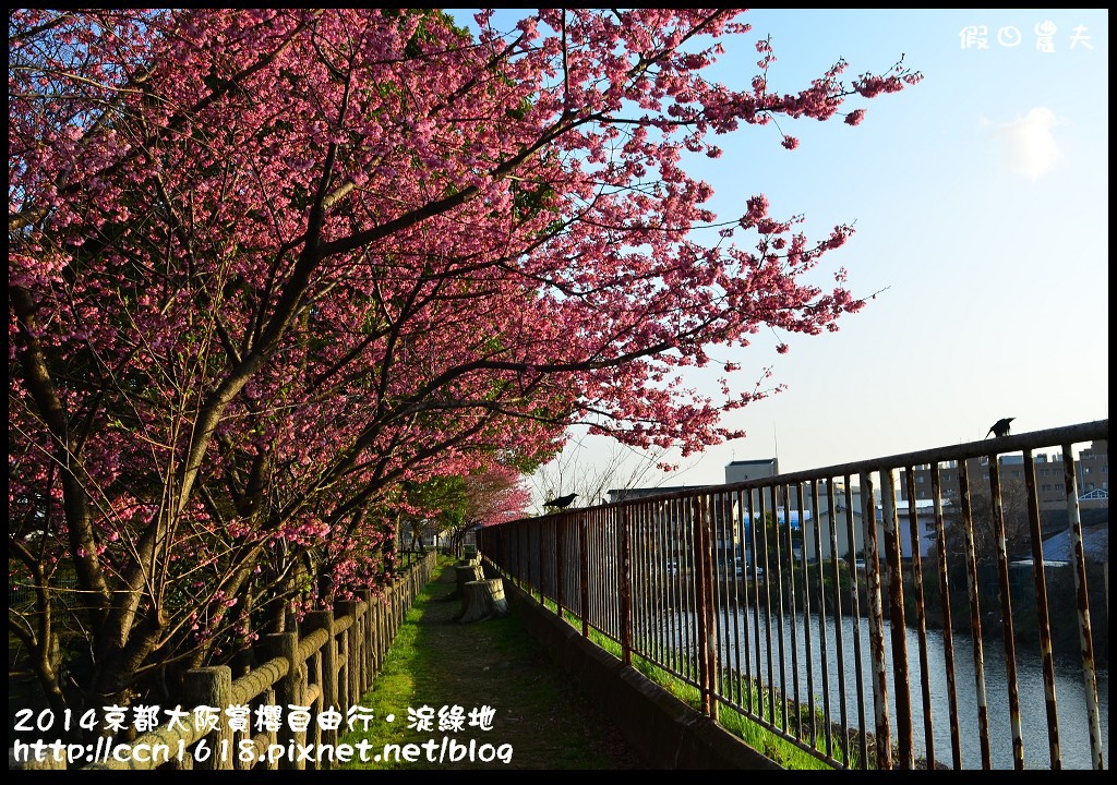 【日本旅遊】京都大阪賞櫻自由行．淀水路河津櫻滿開．淀城址公園 @假日農夫愛趴趴照