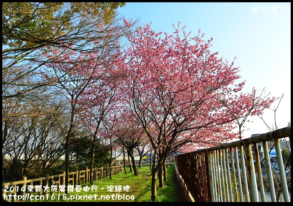 【日本旅遊】京都大阪賞櫻自由行．淀水路河津櫻滿開．淀城址公園 @假日農夫愛趴趴照