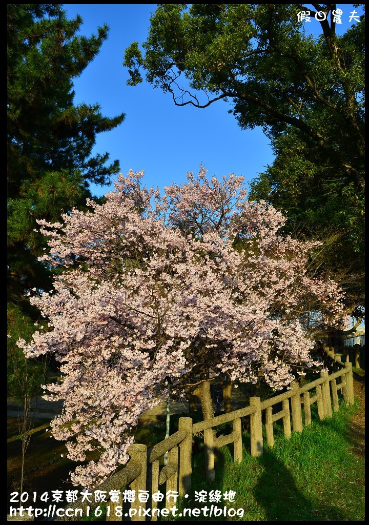 【日本旅遊】京都大阪賞櫻自由行．淀水路河津櫻滿開．淀城址公園 @假日農夫愛趴趴照