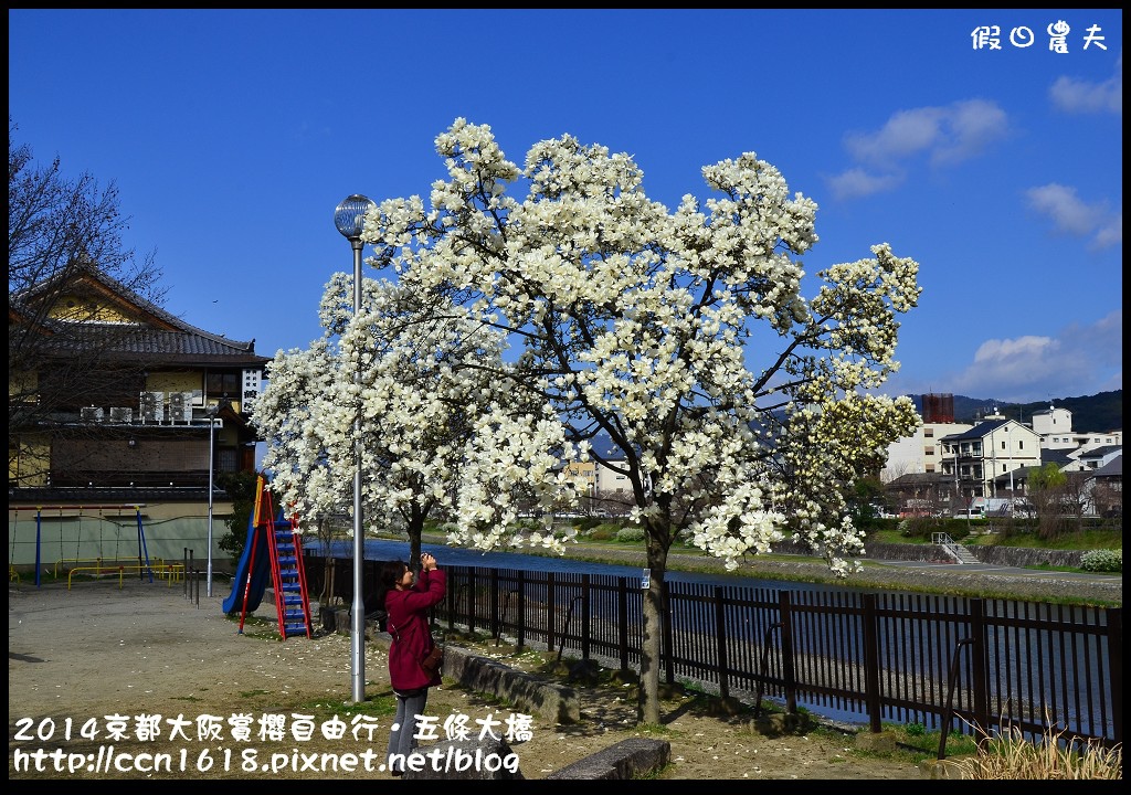 【日本旅遊】京都大阪賞櫻自由行．鴨川五条大橋櫻花初綻 @假日農夫愛趴趴照