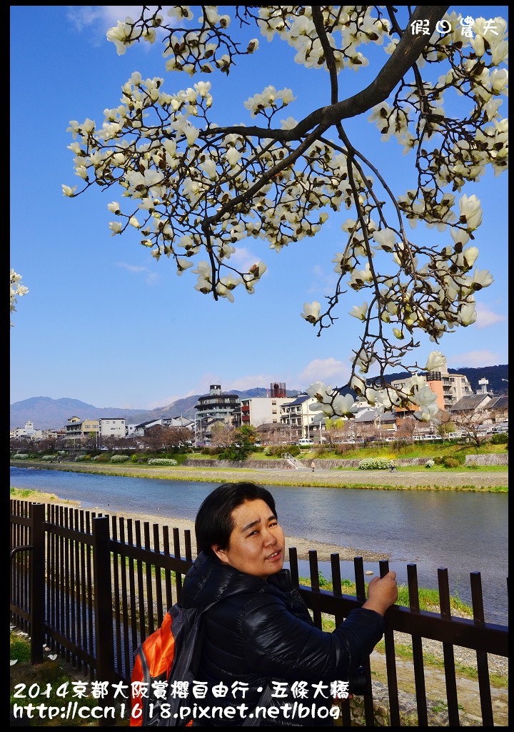 【日本旅遊】京都大阪賞櫻自由行．鴨川五条大橋櫻花初綻 @假日農夫愛趴趴照