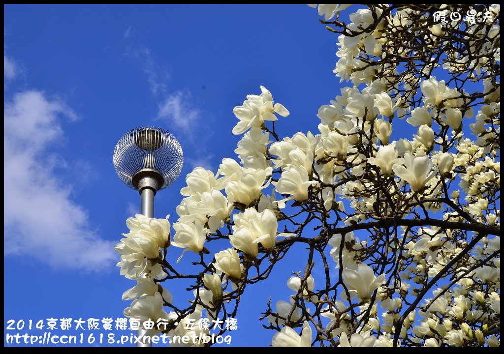 【日本旅遊】京都大阪賞櫻自由行．鴨川五条大橋櫻花初綻 @假日農夫愛趴趴照