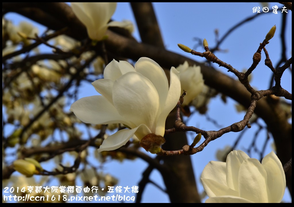 【日本旅遊】京都大阪賞櫻自由行．鴨川五条大橋櫻花初綻 @假日農夫愛趴趴照