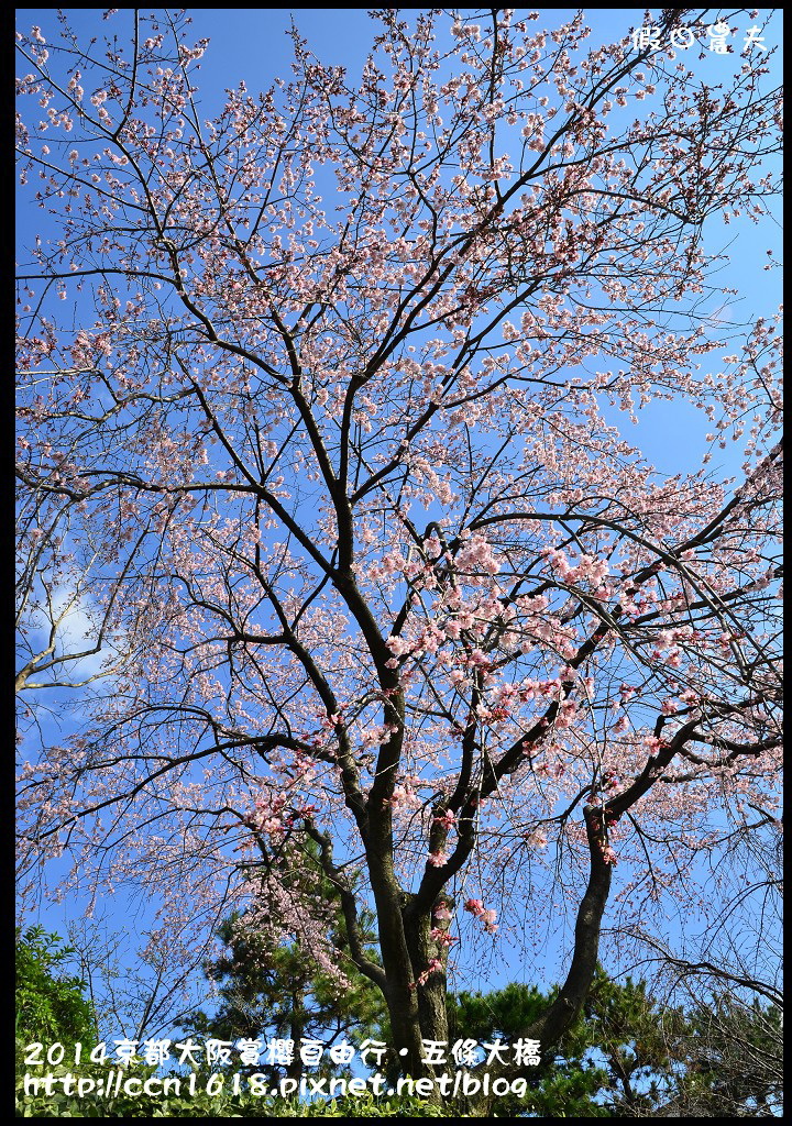 【日本旅遊】京都大阪賞櫻自由行．鴨川五条大橋櫻花初綻 @假日農夫愛趴趴照