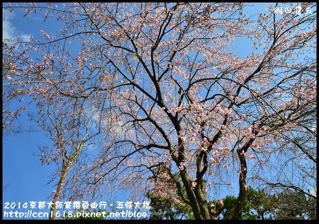 【日本旅遊】京都大阪賞櫻自由行．鴨川五条大橋櫻花初綻 @假日農夫愛趴趴照