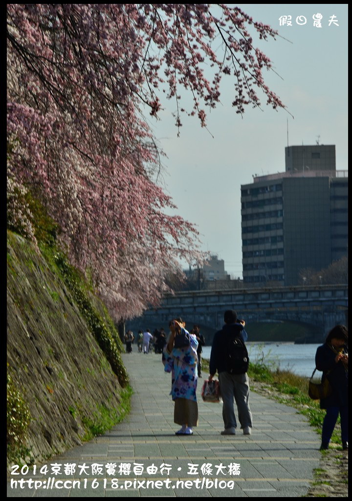 【日本旅遊】京都大阪賞櫻自由行．鴨川五条大橋櫻花初綻 @假日農夫愛趴趴照