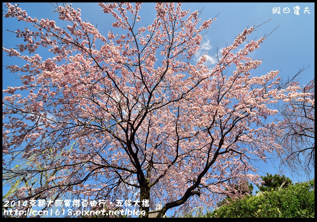 【日本旅遊】京都大阪賞櫻自由行．鴨川五条大橋櫻花初綻 @假日農夫愛趴趴照