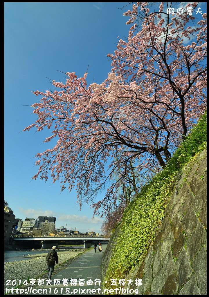 【日本旅遊】京都大阪賞櫻自由行．鴨川五条大橋櫻花初綻 @假日農夫愛趴趴照