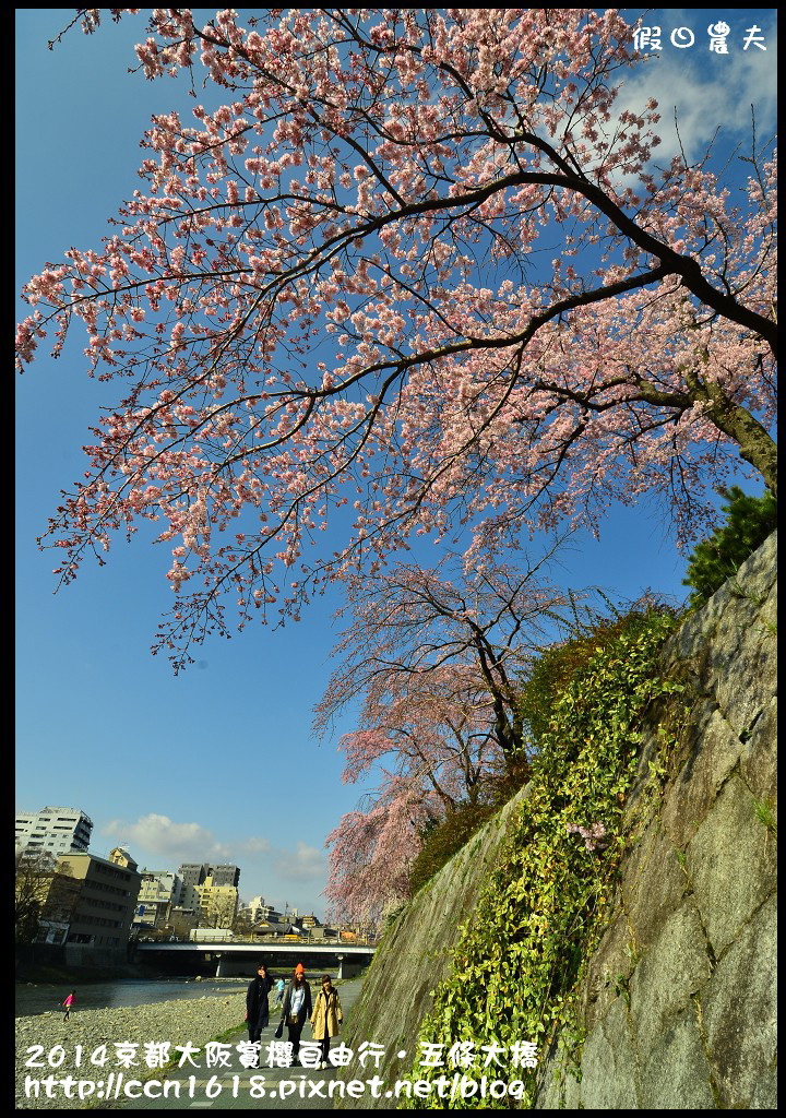 【日本旅遊】京都大阪賞櫻自由行．鴨川五条大橋櫻花初綻 @假日農夫愛趴趴照