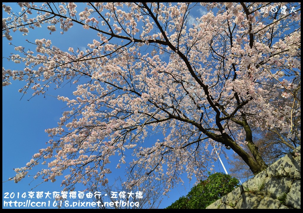 【日本旅遊】京都大阪賞櫻自由行．鴨川五条大橋櫻花初綻 @假日農夫愛趴趴照