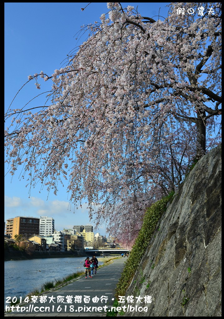 【日本旅遊】京都大阪賞櫻自由行．鴨川五条大橋櫻花初綻 @假日農夫愛趴趴照