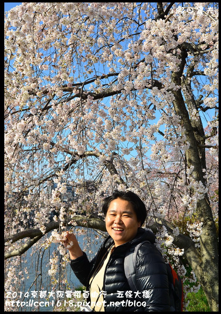 【日本旅遊】京都大阪賞櫻自由行．鴨川五条大橋櫻花初綻 @假日農夫愛趴趴照