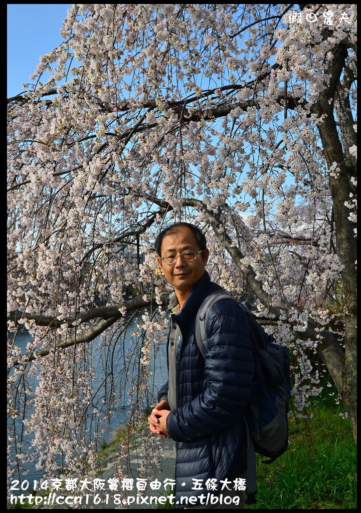 【日本旅遊】京都大阪賞櫻自由行．鴨川五条大橋櫻花初綻 @假日農夫愛趴趴照