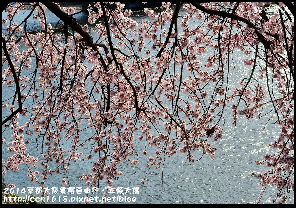 【日本旅遊】京都大阪賞櫻自由行．鴨川五条大橋櫻花初綻 @假日農夫愛趴趴照