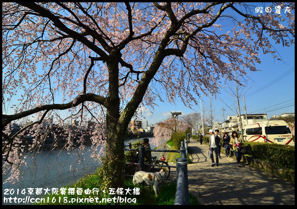 【日本旅遊】京都大阪賞櫻自由行．鴨川五条大橋櫻花初綻 @假日農夫愛趴趴照