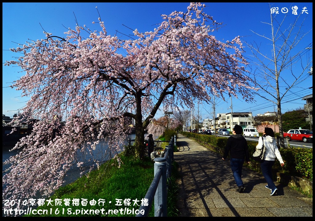 【日本旅遊】京都大阪賞櫻自由行．鴨川五条大橋櫻花初綻 @假日農夫愛趴趴照