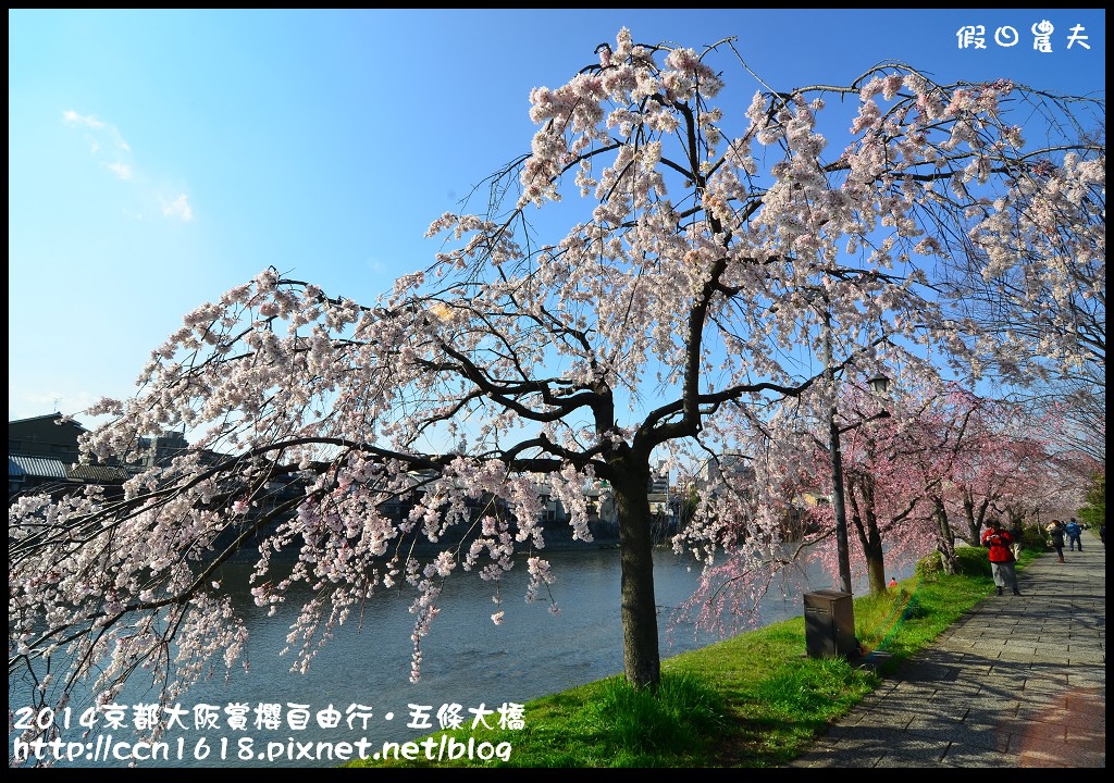 【日本旅遊】京都大阪賞櫻自由行．鴨川五条大橋櫻花初綻 @假日農夫愛趴趴照