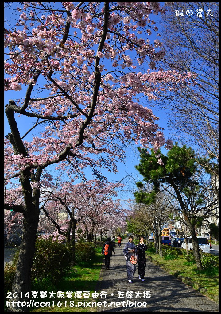 【日本旅遊】京都大阪賞櫻自由行．鴨川五条大橋櫻花初綻 @假日農夫愛趴趴照