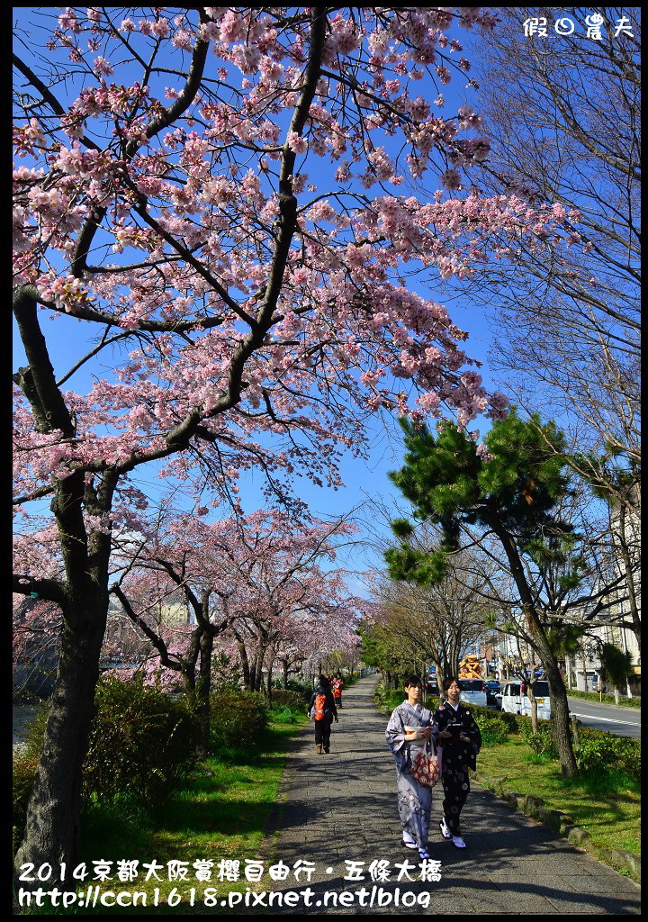 【日本旅遊】京都大阪賞櫻自由行．鴨川五条大橋櫻花初綻 @假日農夫愛趴趴照