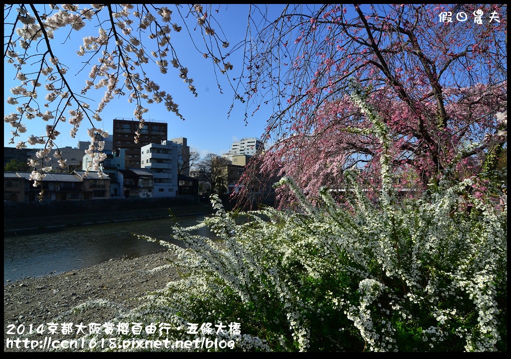 【日本旅遊】京都大阪賞櫻自由行．鴨川五条大橋櫻花初綻 @假日農夫愛趴趴照