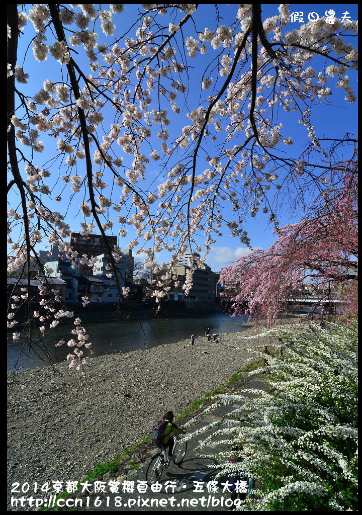 【日本旅遊】京都大阪賞櫻自由行．鴨川五条大橋櫻花初綻 @假日農夫愛趴趴照