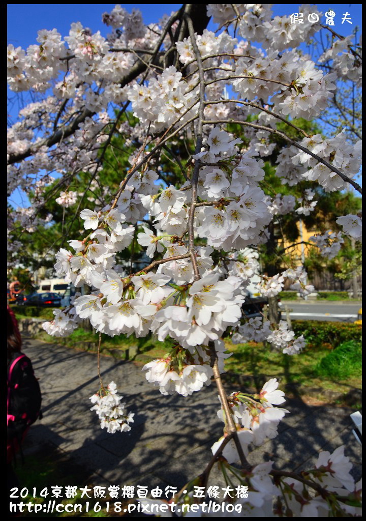 【日本旅遊】京都大阪賞櫻自由行．鴨川五条大橋櫻花初綻 @假日農夫愛趴趴照