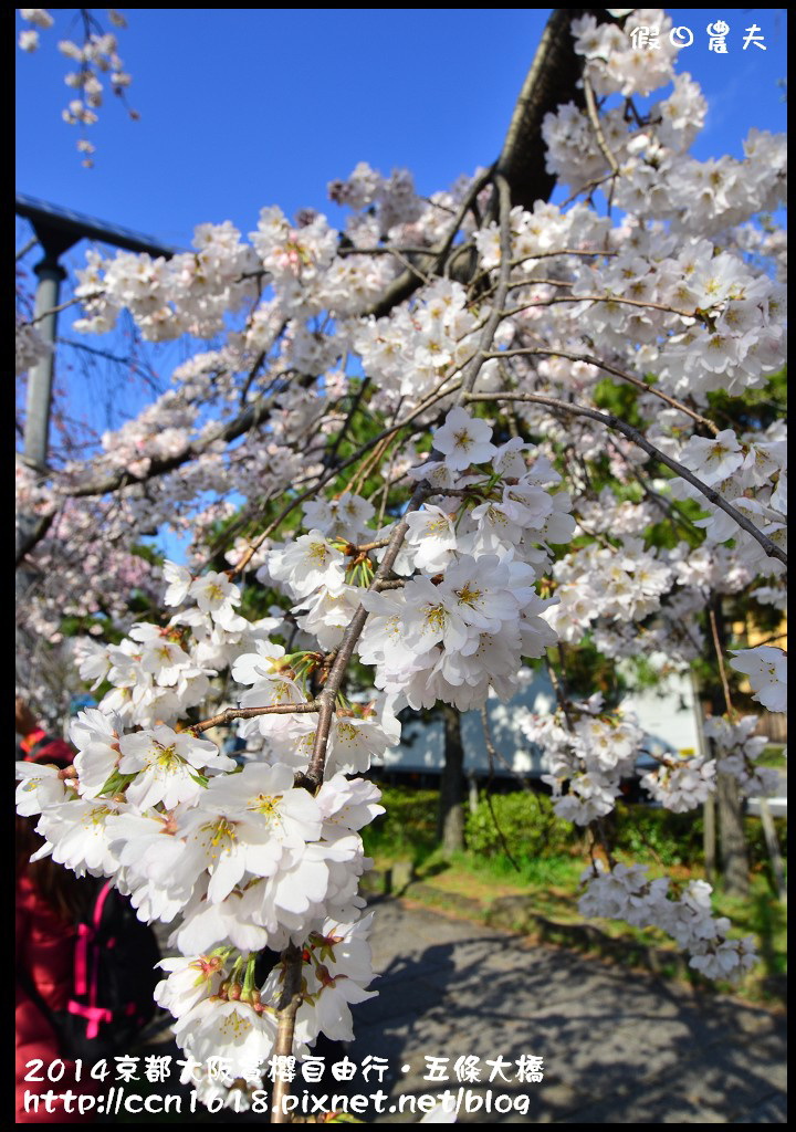 【日本旅遊】京都大阪賞櫻自由行．鴨川五条大橋櫻花初綻 @假日農夫愛趴趴照