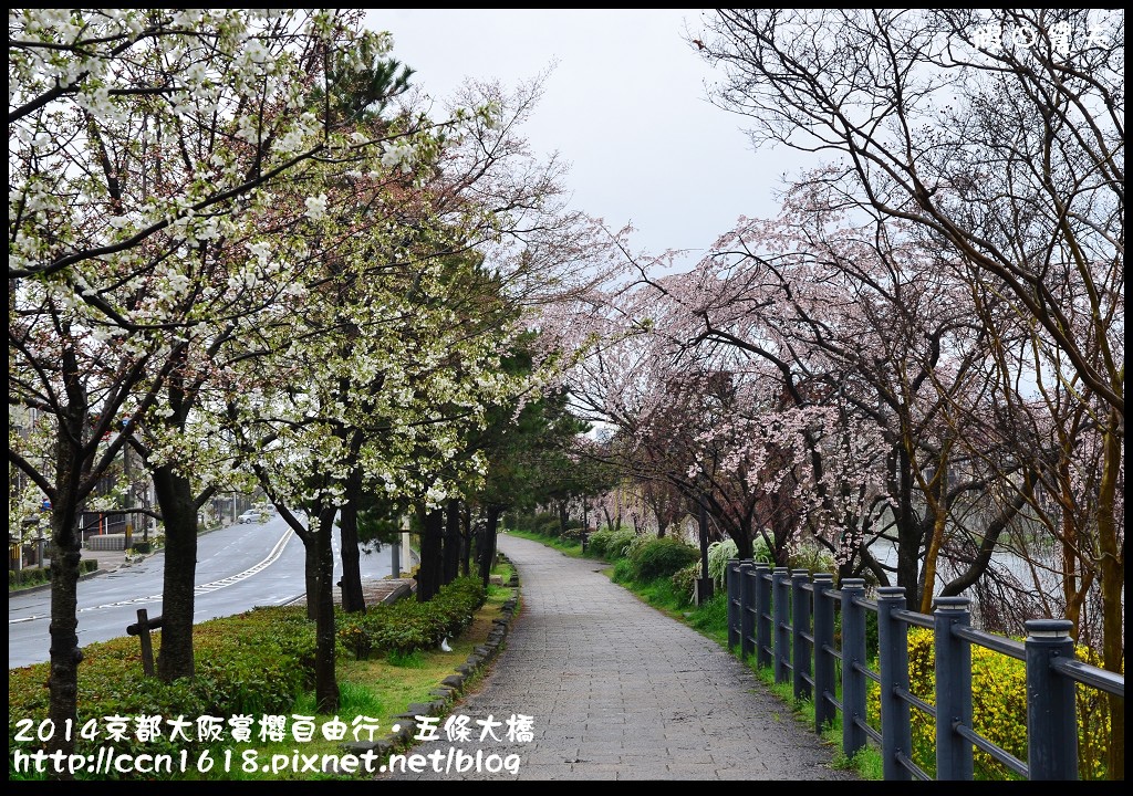 【日本旅遊】京都大阪賞櫻自由行．鴨川五条大橋櫻花初綻 @假日農夫愛趴趴照