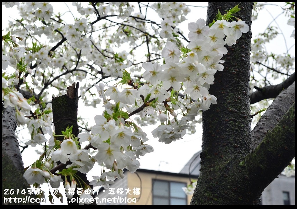 【日本旅遊】京都大阪賞櫻自由行．鴨川五条大橋櫻花初綻 @假日農夫愛趴趴照