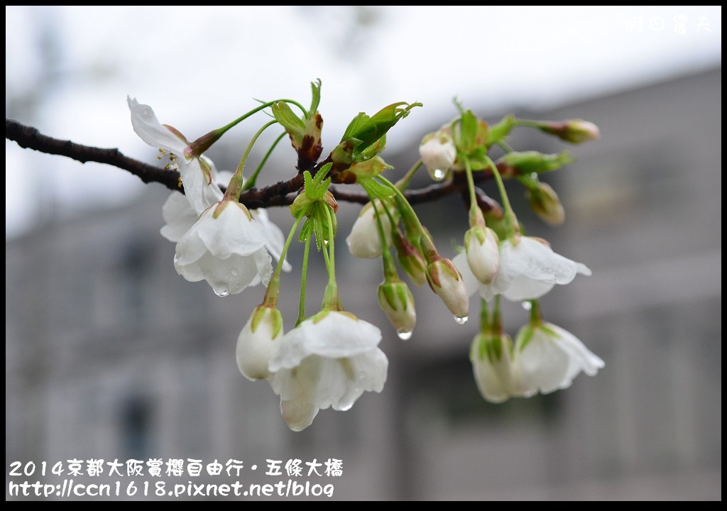 【日本旅遊】京都大阪賞櫻自由行．鴨川五条大橋櫻花初綻 @假日農夫愛趴趴照