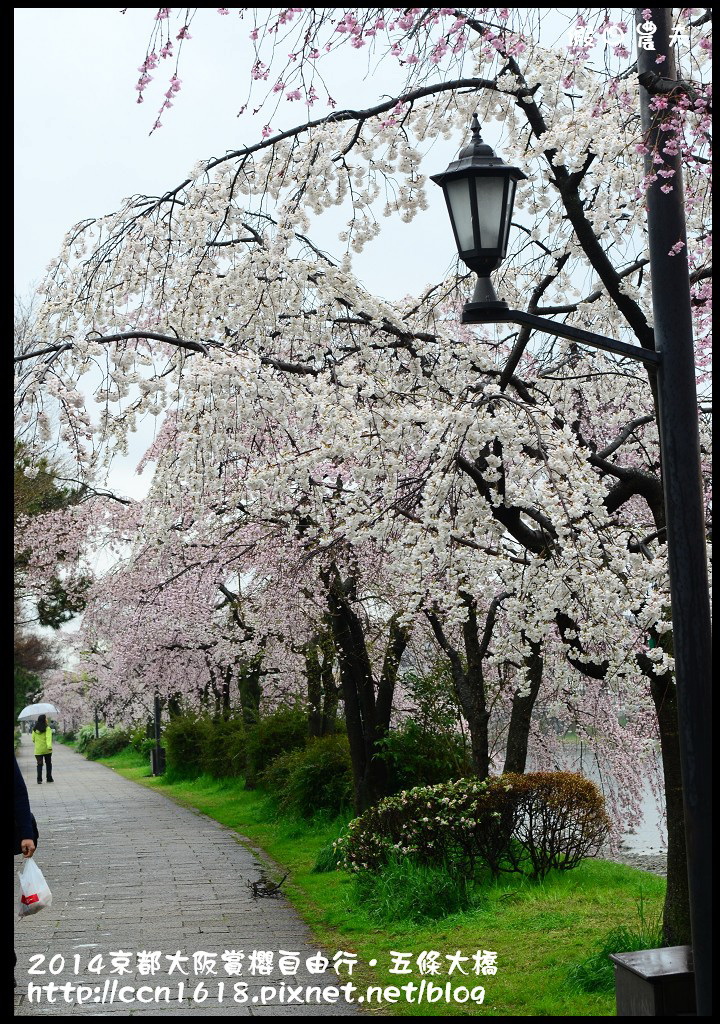 【日本旅遊】京都大阪賞櫻自由行．鴨川五条大橋櫻花初綻 @假日農夫愛趴趴照