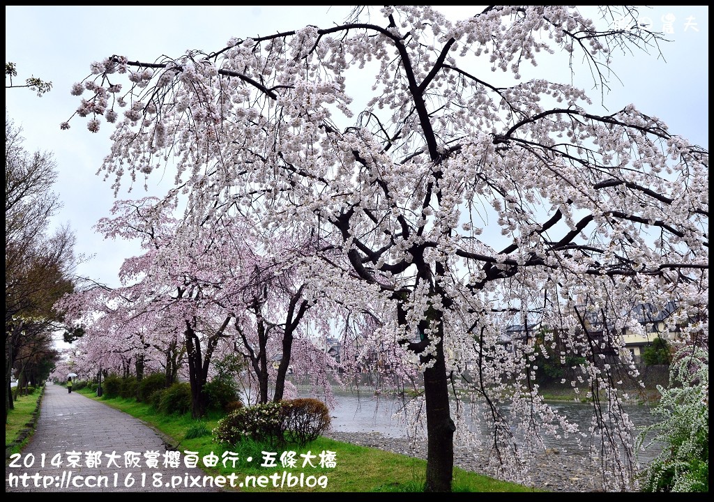 【日本旅遊】京都大阪賞櫻自由行．鴨川五条大橋櫻花初綻 @假日農夫愛趴趴照